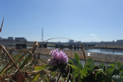 午後の荒川河川敷　２