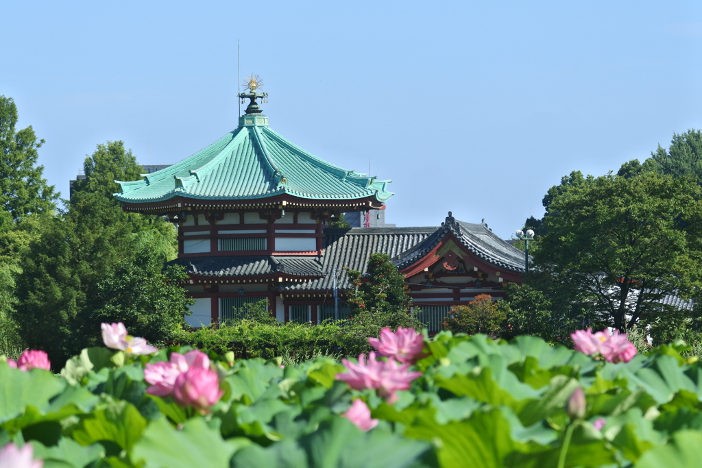 不忍池蓮の花