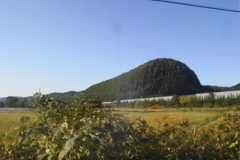 いもむし