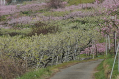 塩山桃源郷　桃とスモモの道