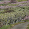 塩山桃源郷　桃とスモモの道