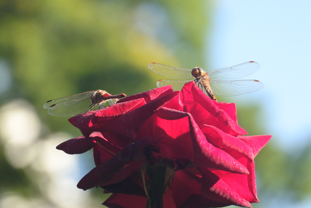 とんぼ　ひなたぼっこ