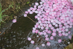水に浮かぶ桃の花びら