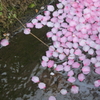 水に浮かぶ桃の花びら