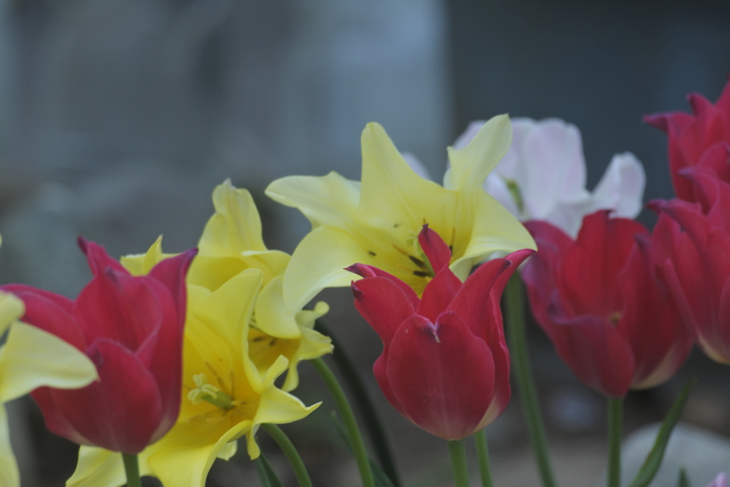 チューリップの合唱２