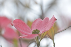 ハナミズキ咲きました　ピンク