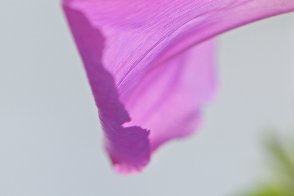 花びら