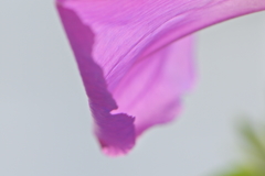 花びら