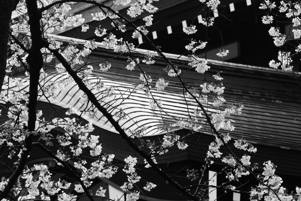 靖国神社の桜③