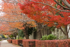 図書館へ続く道