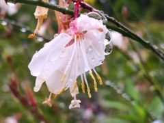 雨に濡れた花