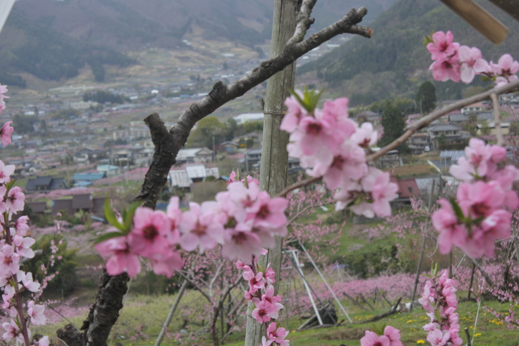 塩山桃源郷　桃の花