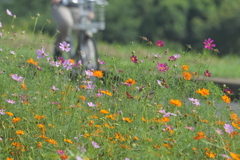 河川敷の秋桜