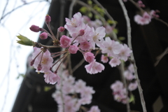 枝垂れ桜