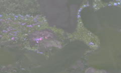 おまけ　紫陽花蛍