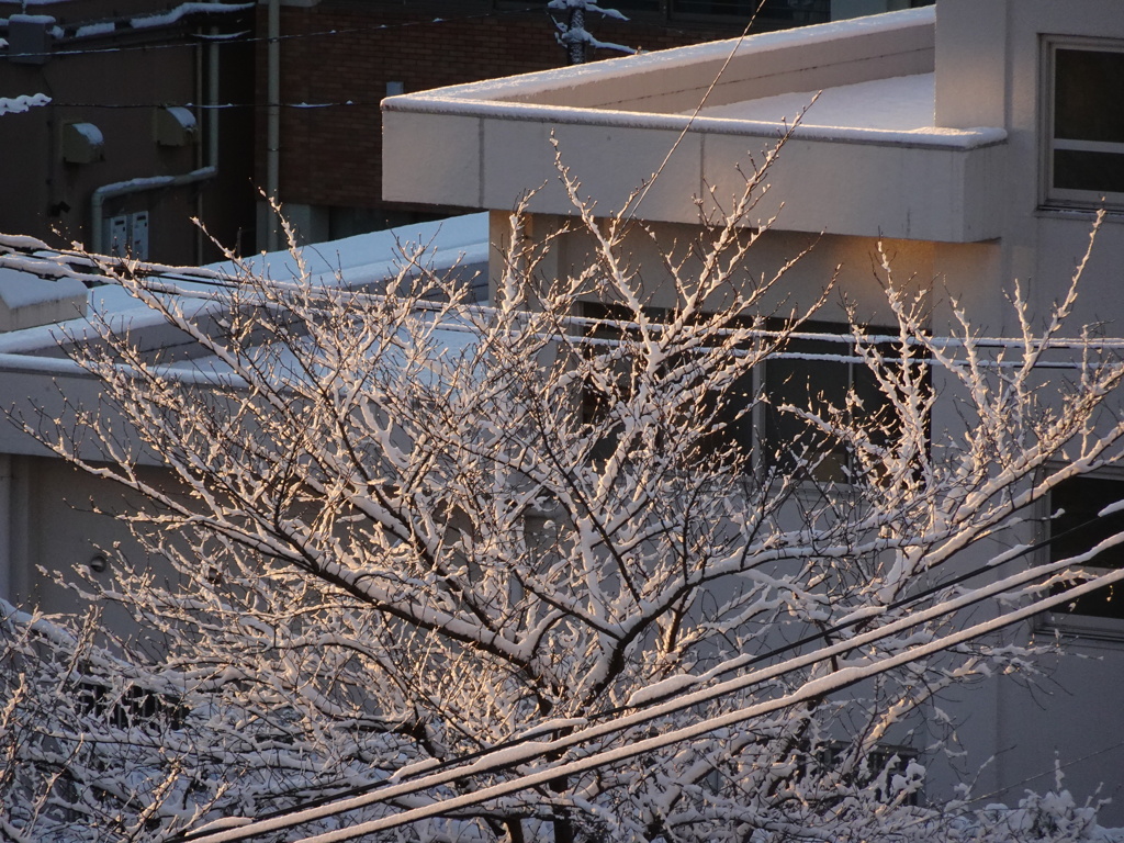 雪の後の朝～桜の木