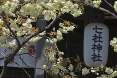 七社神社の御衣黄