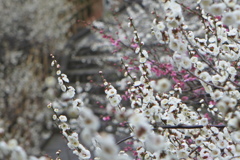 女坂