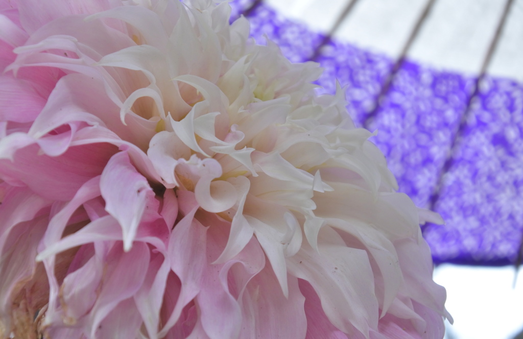 大店のお嬢さん