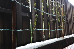 今年初めて積もった雪