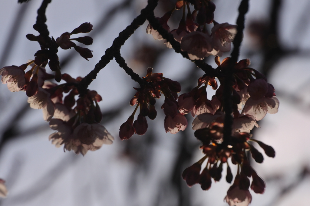 西日の中の桜