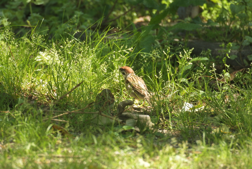 鳥のいる風景１