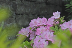 石塀に咲く
