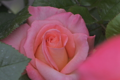 覗く
