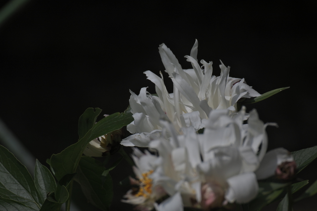 令和と名付けられた芍薬