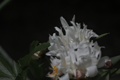 令和と名付けられた芍薬