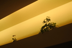 行きつけの珈琲店