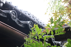 麗しの雨
