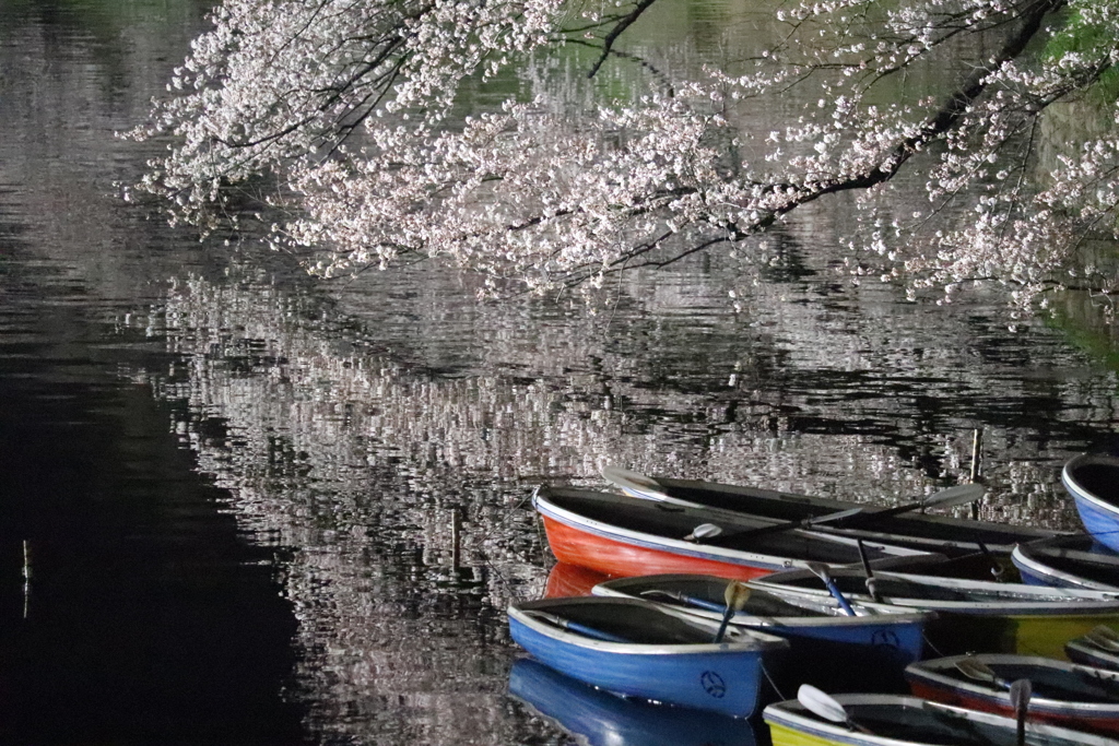 春の千鳥ヶ淵