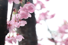 雨も良き