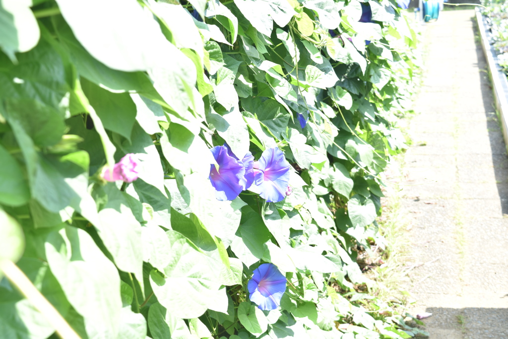 朝顔