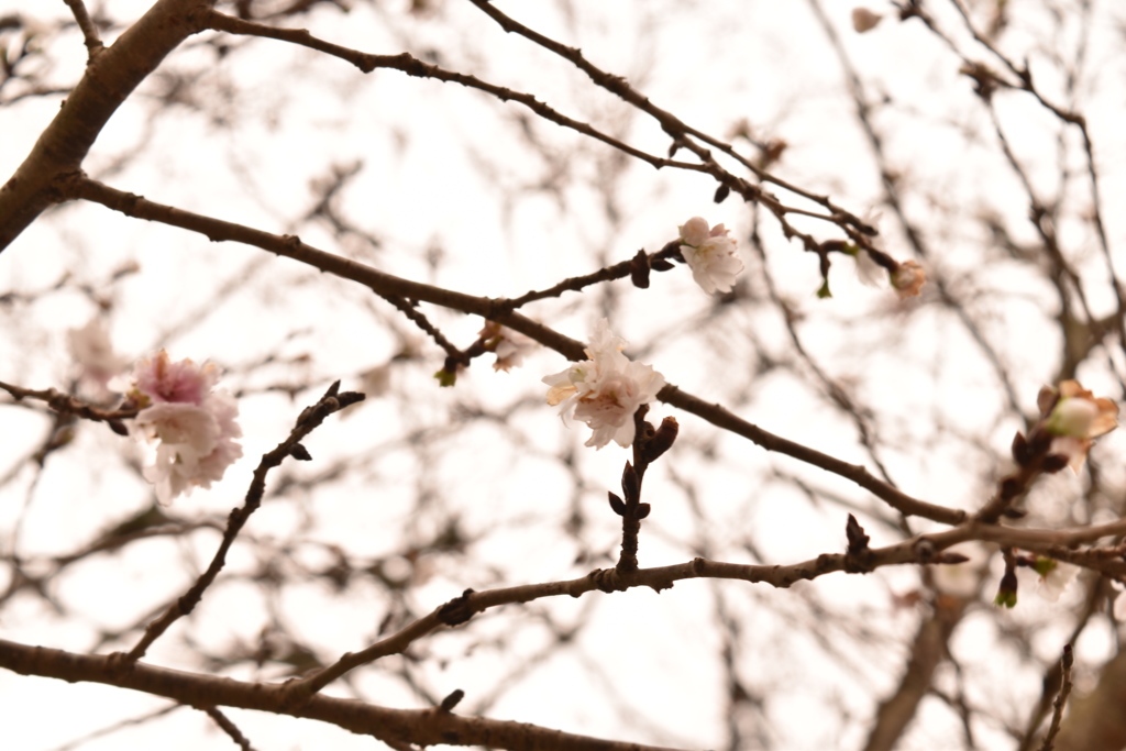 冬の桜