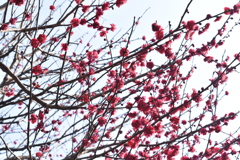 梅_2