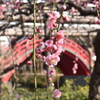 梅_1