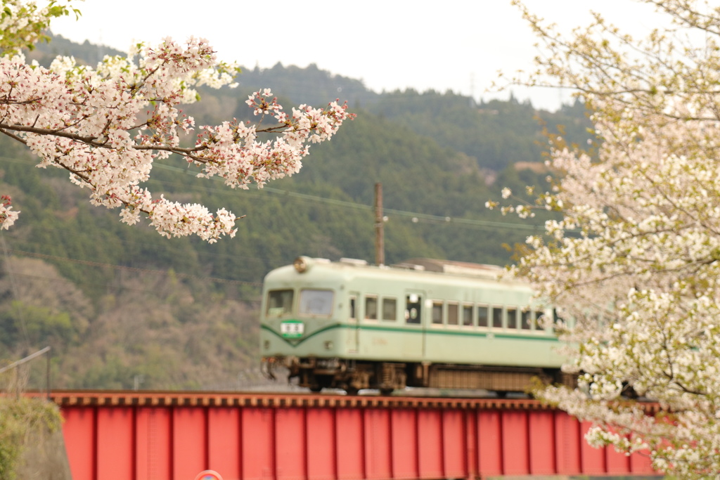 桜