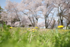 桜だけじゃないよー