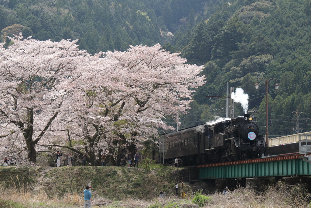 桜並木を抜けて