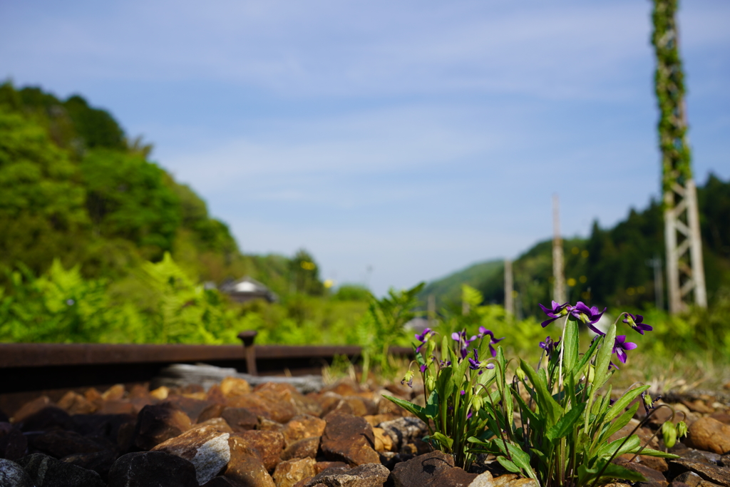路傍の花