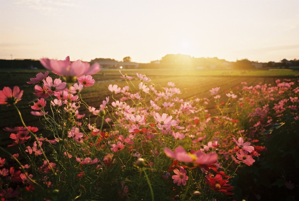 夕暮れ時の秋桜