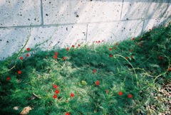 縷紅草