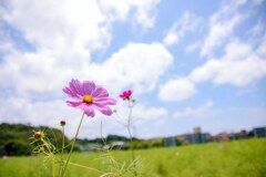 秋の桜と夏の空