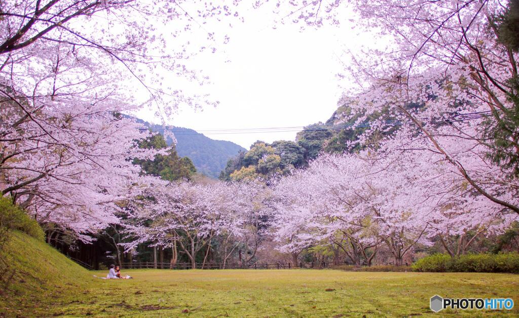 桜の木の下で