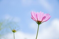 空に願いを