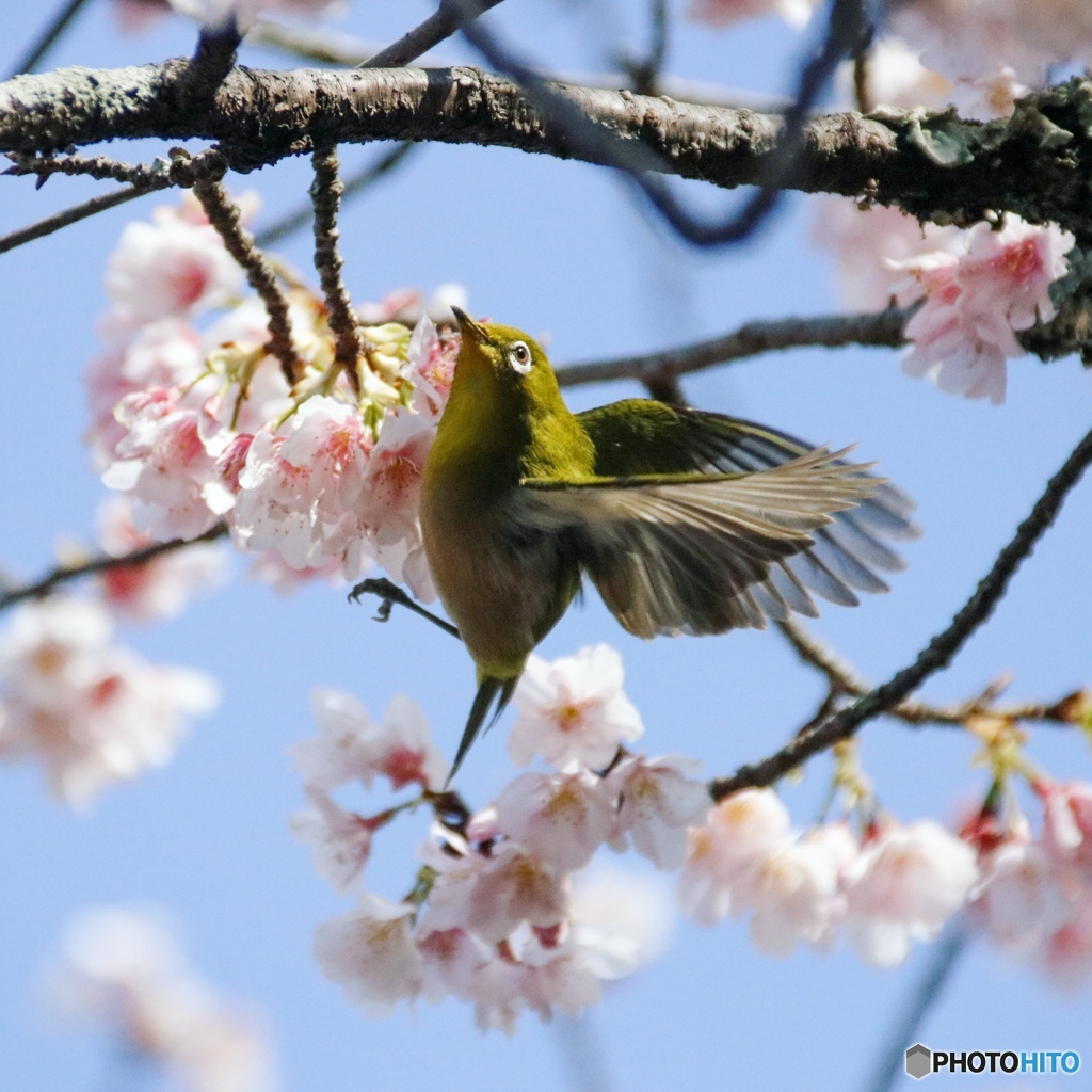 さくじろー