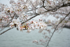 桜と川