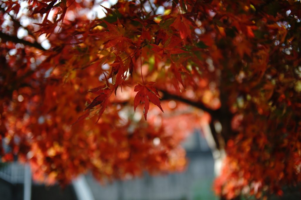 公園の紅葉